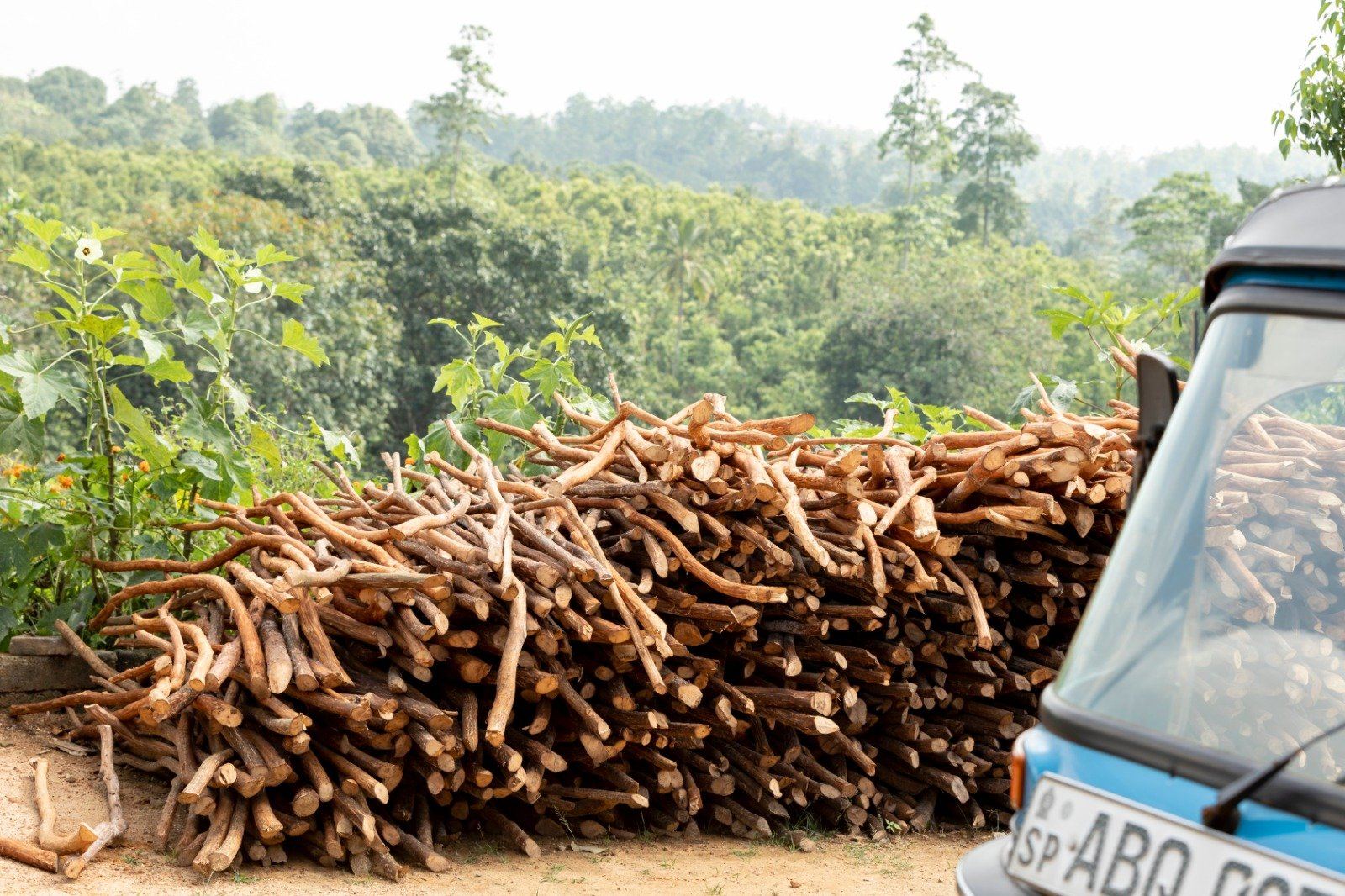 Firewood pile